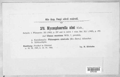 Mycosphaerella ulmi